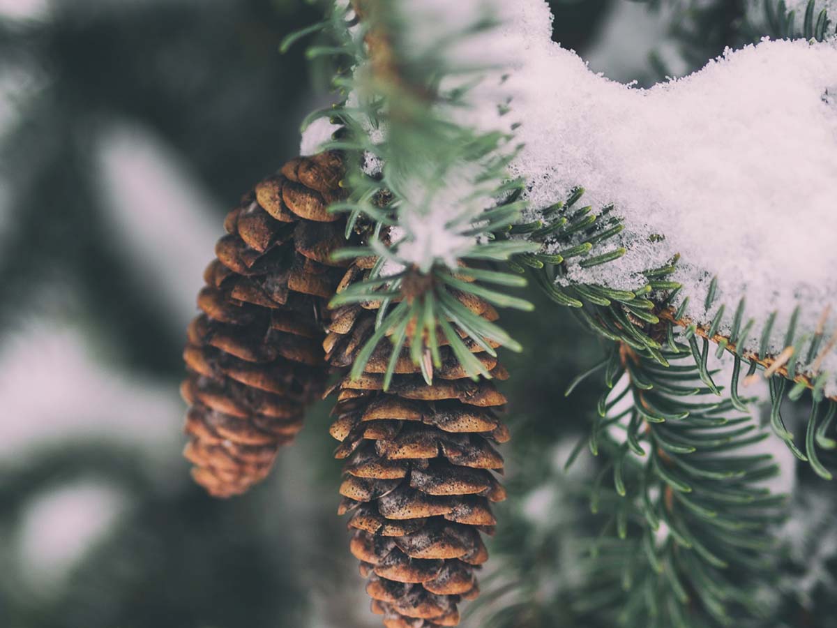 image of two pine cones on a snowy spruce tree.