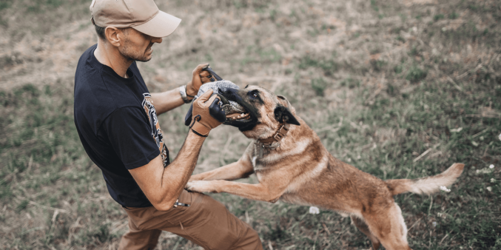 New Mexico dog bites