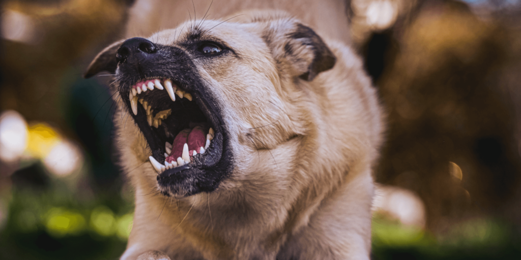 Bitten by a dog? You have options. Contact our Las Cruces dog bite attorneys today.