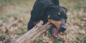 dog bite laws, dog bite attorney near las cruces, new mexico