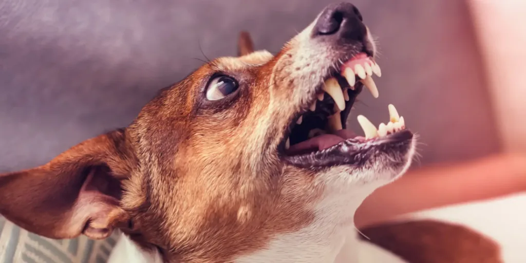 Injured by a dog? Or Las Cruces dog bite attorneys can help