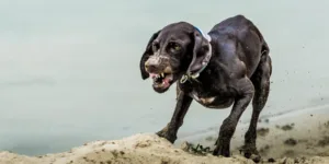 Dog Bites Attorney
