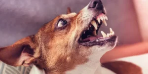 Las Cruces Dog Bite Attorney